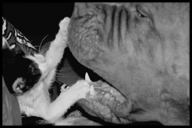 pets with teeth. alert1 medical alert systems